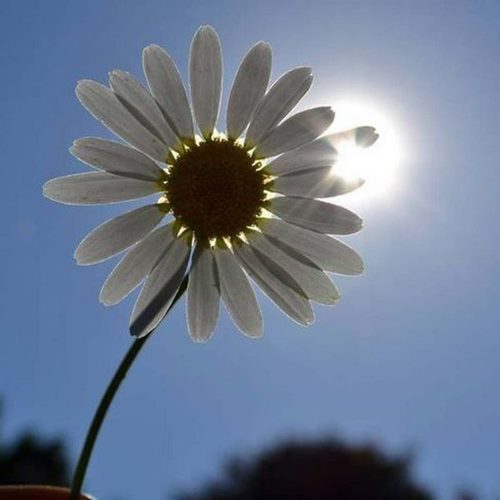 دانلود آهنگ بزار رو سینم سرتو ریمیکس